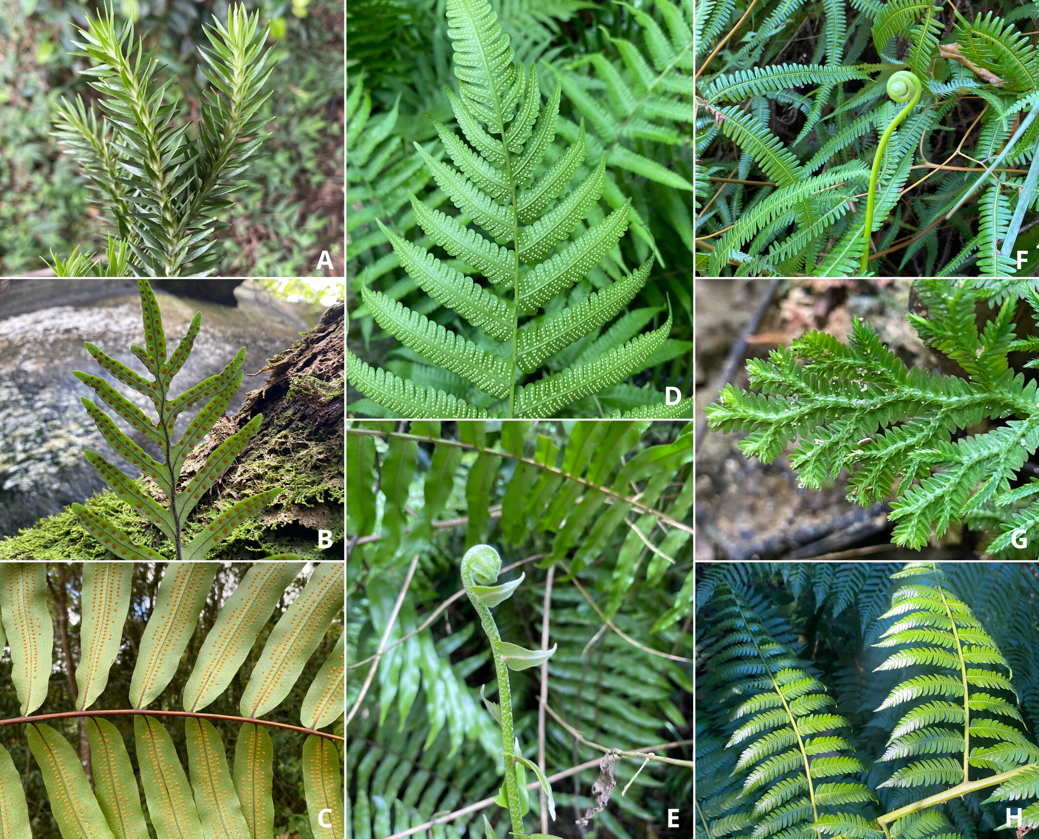 Image from article 2